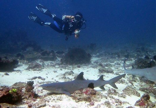 Tanjung Sari een van de beste duikstekken in Padang Bay Bali