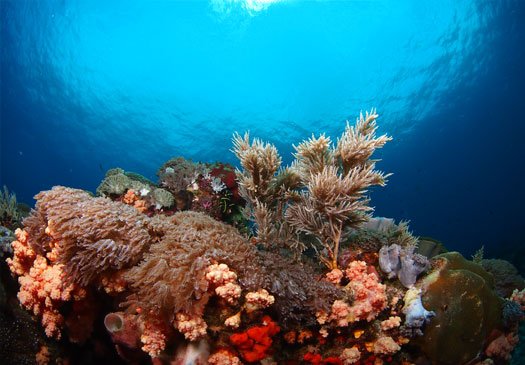 Dive site SD Nusa Penida Bali