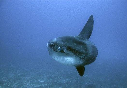 In der Saison kann der Mondfische an den Candi Dasa Tauchplätzen gesehen werden