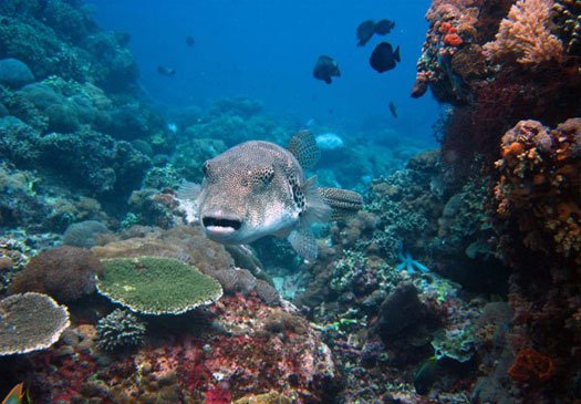 Schöne herausfordernde Tauchplätze auf Candi Dasa Bali