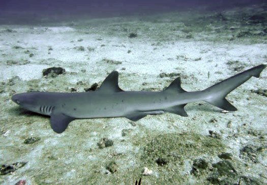 We often see shark at the mimpang dive site