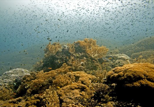 Dive Site Coral Garden Tulamben
