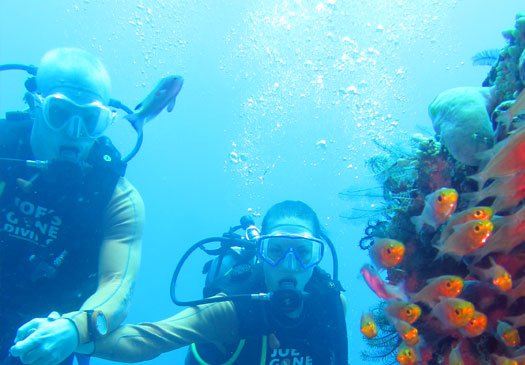 Korallenwand auf Tulamben Bali