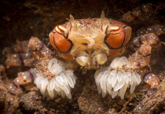 Machen Sie bessere Aufnahmen mit dem PADI Kurs für digitale Unterwasserfotografie