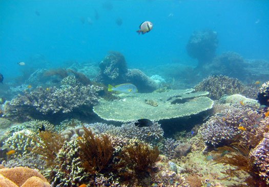 Garden Eel, schöner Tauchplatz auf Menjangan eiland, Bali