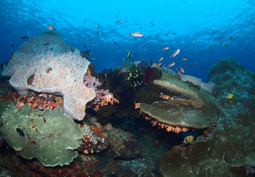 Dive site Jack Point Nusa Lembongan Bali