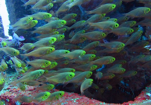 Dive site japanese wreck amed Bali