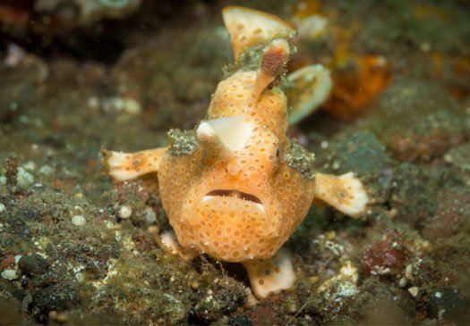 Geweldige Muck Dive Site bij Padang Bay, Bali