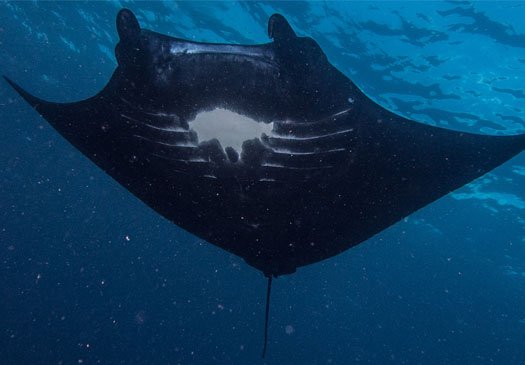 Joe der Manta, den Joe's Gone Diving adoptiert hat