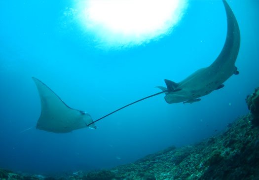 Duikstek Manta Bay Nusa Penida Bali