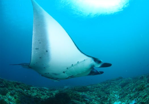 Dive site manta point nusa penida bali