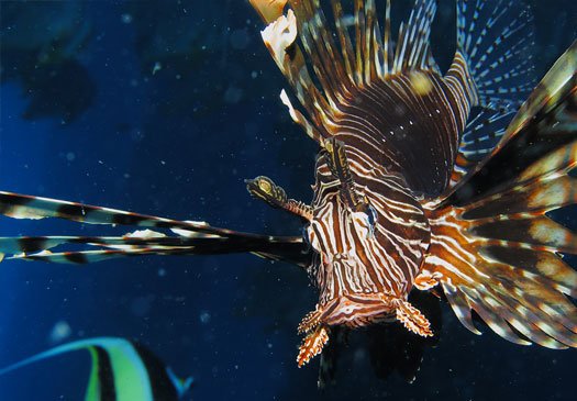 Mooie koraalriffen op het Monkey Reef Tulamben Bali