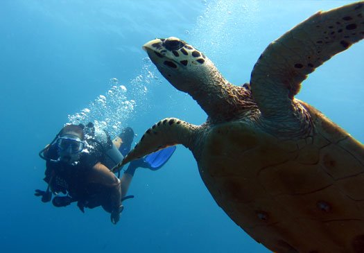 Doe je PADI open water course in Bali met Joe's Gone Diving