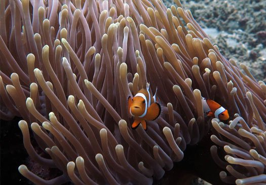 PADI Open Water Uberweisung in zwei Tagen mit Joe's Tauchgang Bali