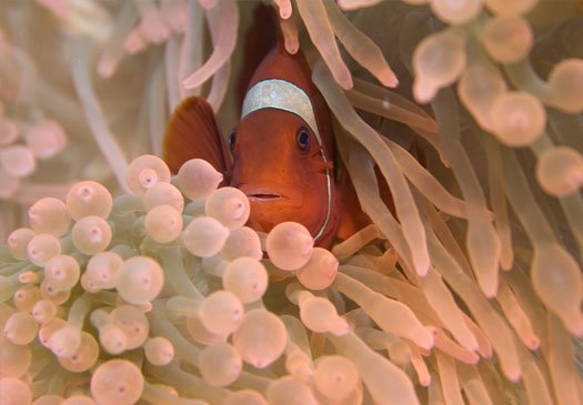 Pos I offers some spectacular corals, crevices and fissures, as well as some small caves along the reef.