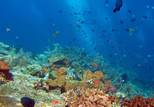 Dive site Sanur Channel Sanur Bali