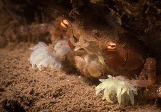 Beautiful Muck Dive Site at Gilimanuk