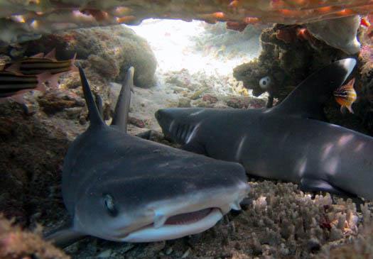 Leer feiten over haaien met de PADI Shark Aware Course