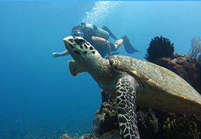 Dive Amed and discover great coral reef diving with a wide variety of marine life