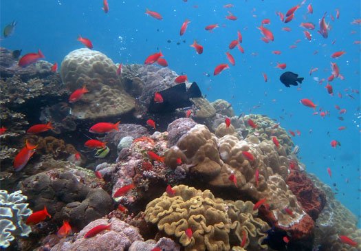 Great wall diving in North-West Bali