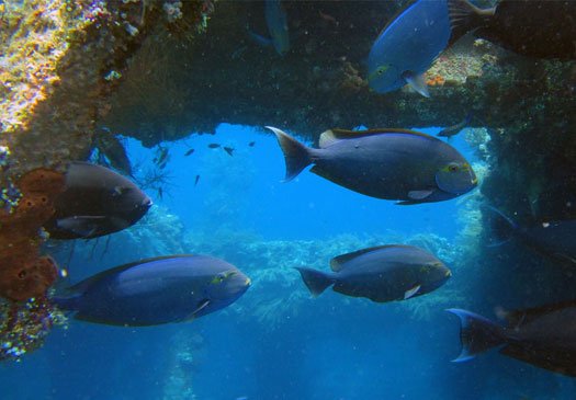 USAT Liberty Wreck, Tauchplätze auf Tulamben Bali