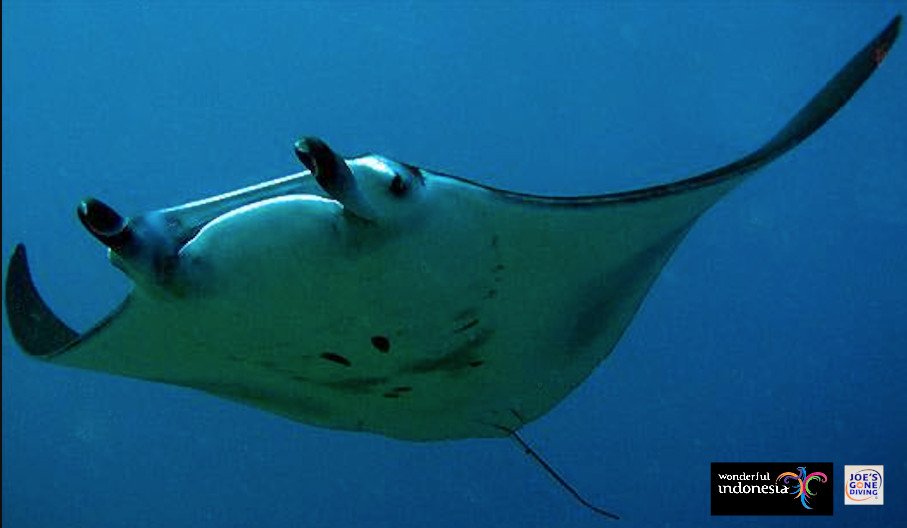 Nusa Penida Manta Ray