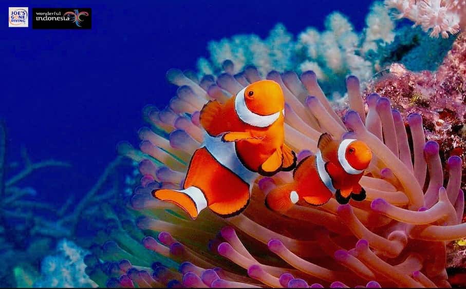 Clownfish in coral reefs