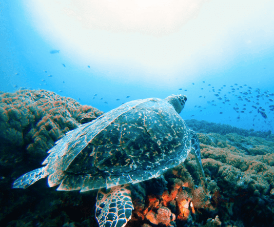 green sea turtle swimming