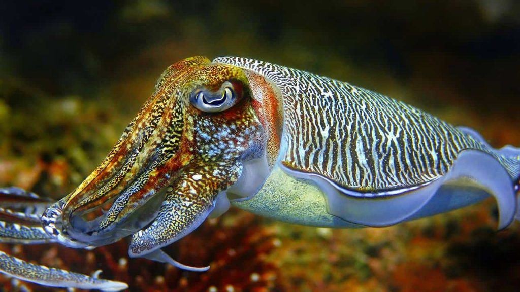 Cuttlefish