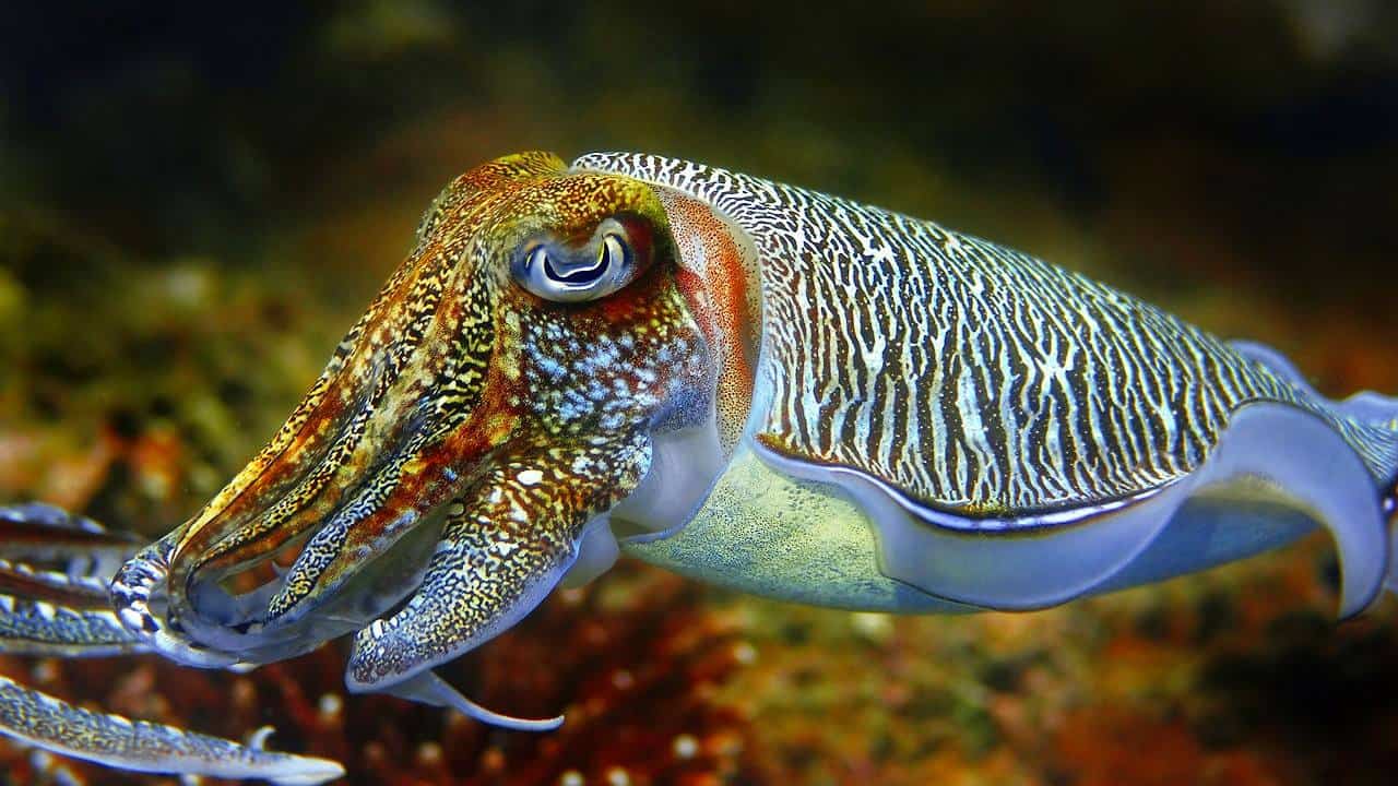 Does Cuttlefish Have Ink