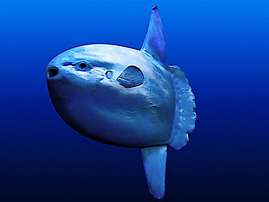 The four big sea creatures that you want to spot while diving in