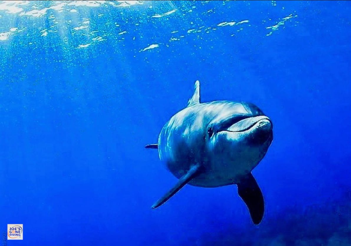 dolphin swimming in blue waters