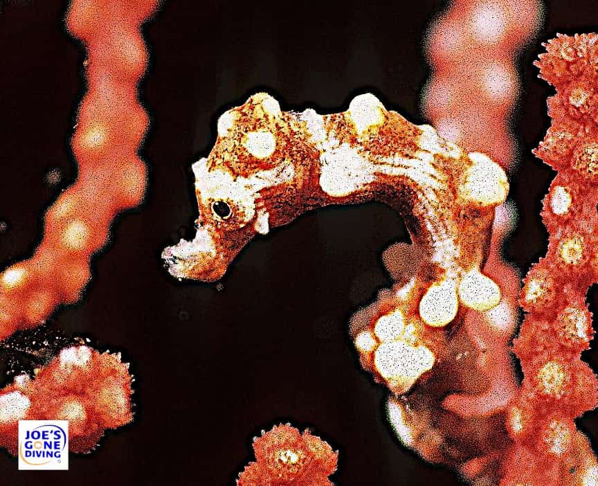 pygmy seahorse